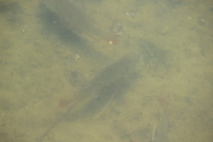 Geophagus surinamensis