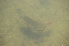 Geophagus surinamensis