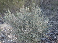 Olearia lanuginosa