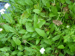 Valeriana dioica