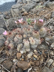 Mammillaria mazatlanensis