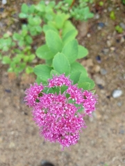 Spiraea splendens