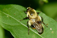 Volucella
