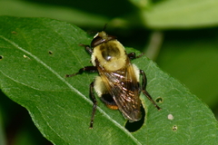 Volucella