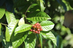Tetracera indica