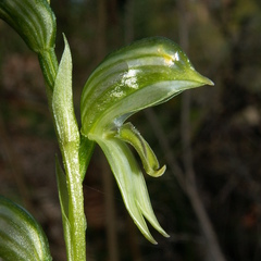 Pterostylis chlorogramma