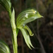 Green-striped Greenhood - Photo (c) Reiner Richter, some rights reserved (CC BY-NC-SA), uploaded by Reiner Richter