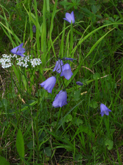Campanula rotundifolia