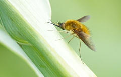 Bombylius fulvibasoides