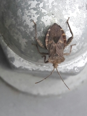 Acanthocoris