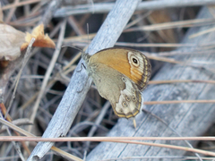 Coenonympha dorus