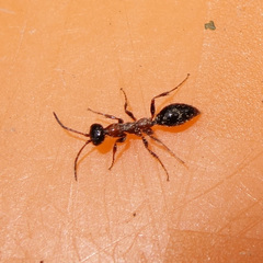 Methocha articulata