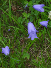 Campanula rotundifolia