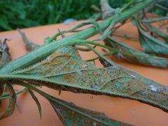 Coleosporium campanulae