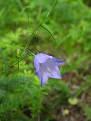 Campanula rotundifolia