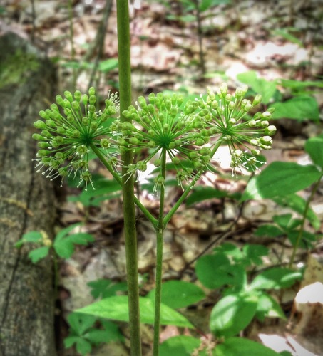 Wild sarsaparilla (Aralia nudicaulis)