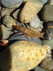 Platorchestia platensis