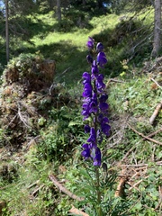 Aconitum tauricum