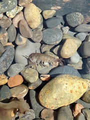 Platorchestia platensis