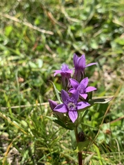 Gentianella germanica