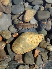 Platorchestia platensis