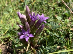 Gentianella germanica