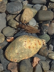 Platorchestia platensis