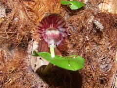 Corybas grumulus