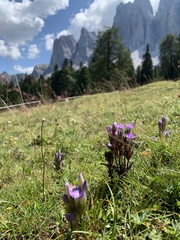 Gentianella germanica