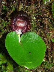 Corybas grumulus