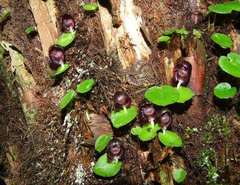 Corybas grumulus