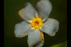 Myosotis martini