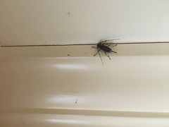 Graphisurus fasciatus