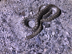 Arizona elegans eburnata