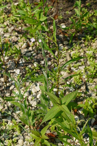 Epilobium ciliatum