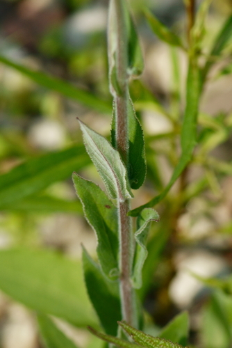 Epilobium ciliatum