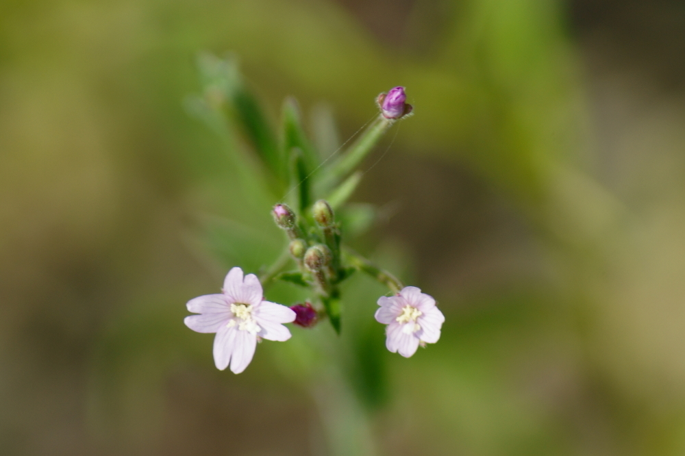 Epilobium ciliatum, Spring Bluff FP, Lake County, IL, USA