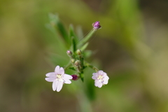 Epilobium ciliatum