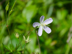 Geranium maculatum