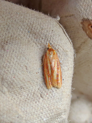 Sparganothis tristriata