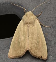 Arenostola phragmitidis