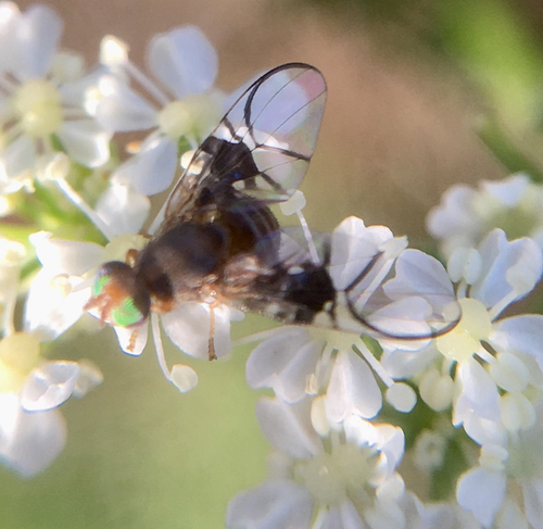 Spectacled Berry Fly