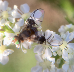 Anomoia purmunda