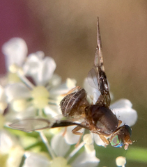 Anomoia purmunda