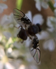 Anomoia purmunda