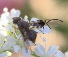 Anomoia purmunda