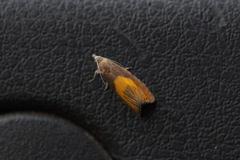 Dichrorampha flavidorsana