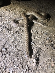 Arizona elegans eburnata