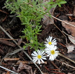 Erigeron oreophilus
