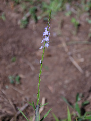 Verbena simplex